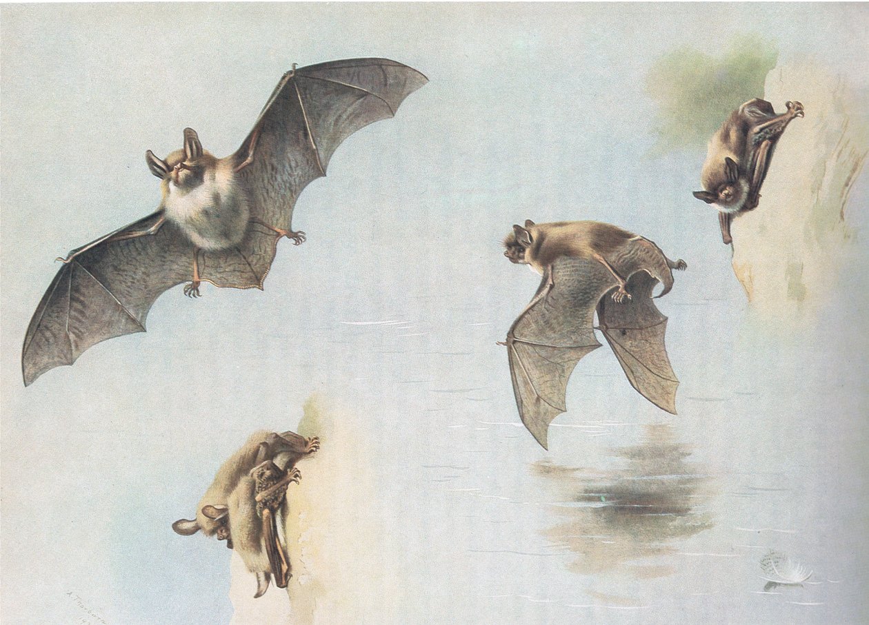 Natterers Bat a Daubentons Bat, od Thorburns Mammals vydané Longmans and Co, c. 1920 od Archibald Thorburn