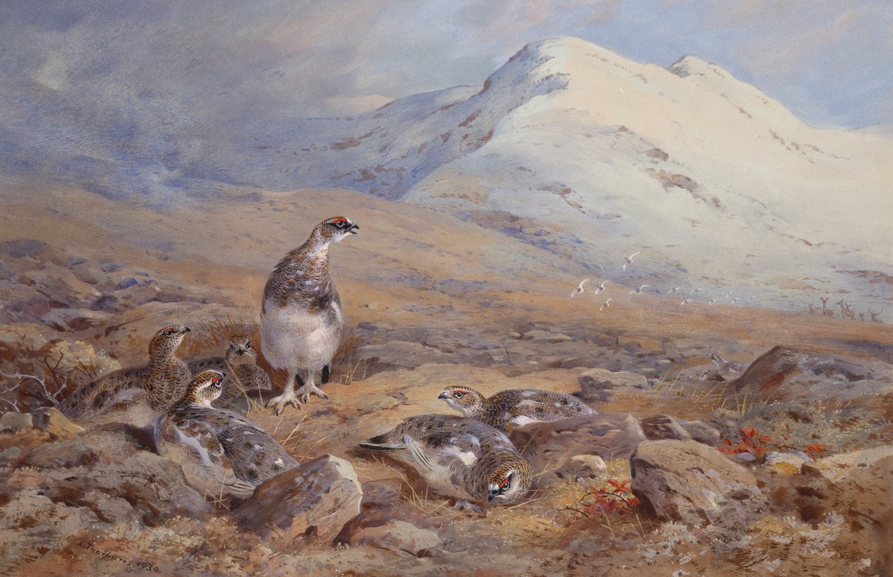 Na Ptarmigan Ground (akvarel) od Archibald Thorburn