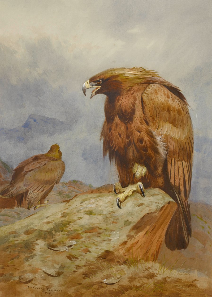 Pár orlů skalních od Archibald Thorburn