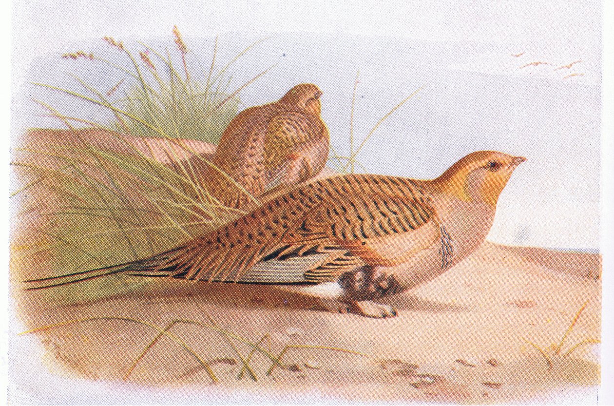 Pallass Sand Grouse, from Birds of the British Isles and Their Eggs, vydané Frederick Warne & Co Ltd, 1958 od Archibald Thorburn