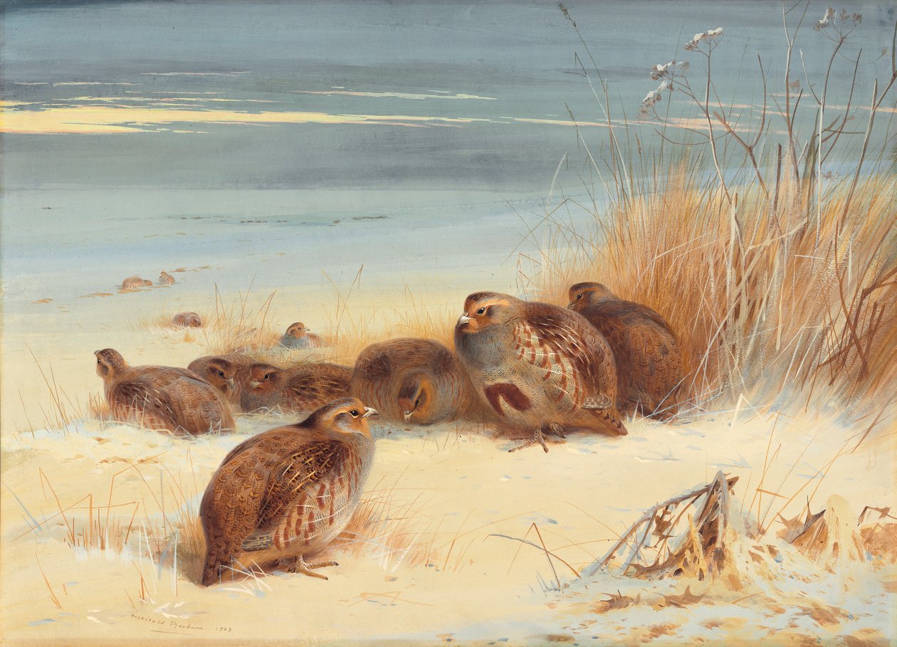 Koroptev v mrazivém ránu od Archibald Thorburn