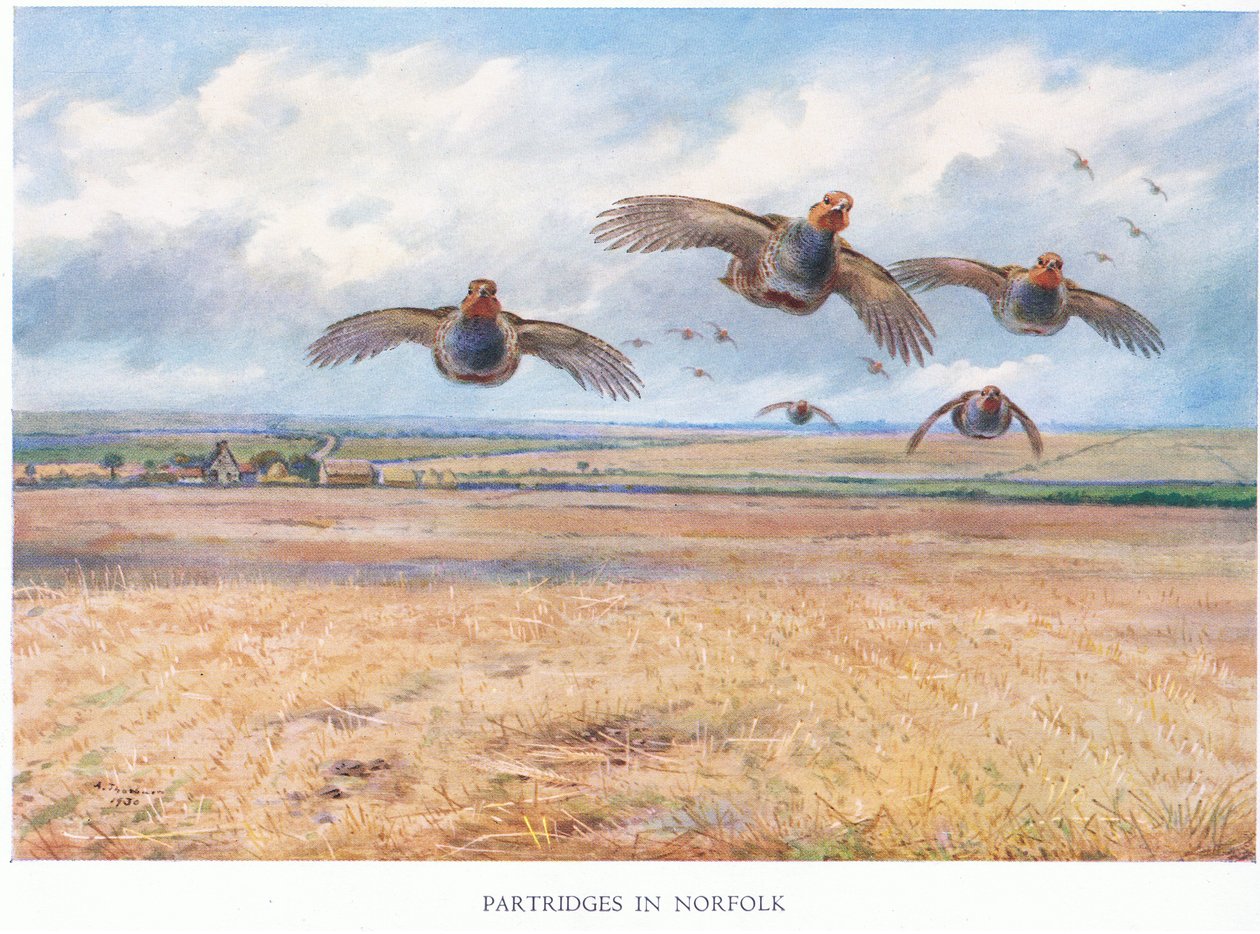 Koroptve v Norfolku, 1938 od Archibald Thorburn