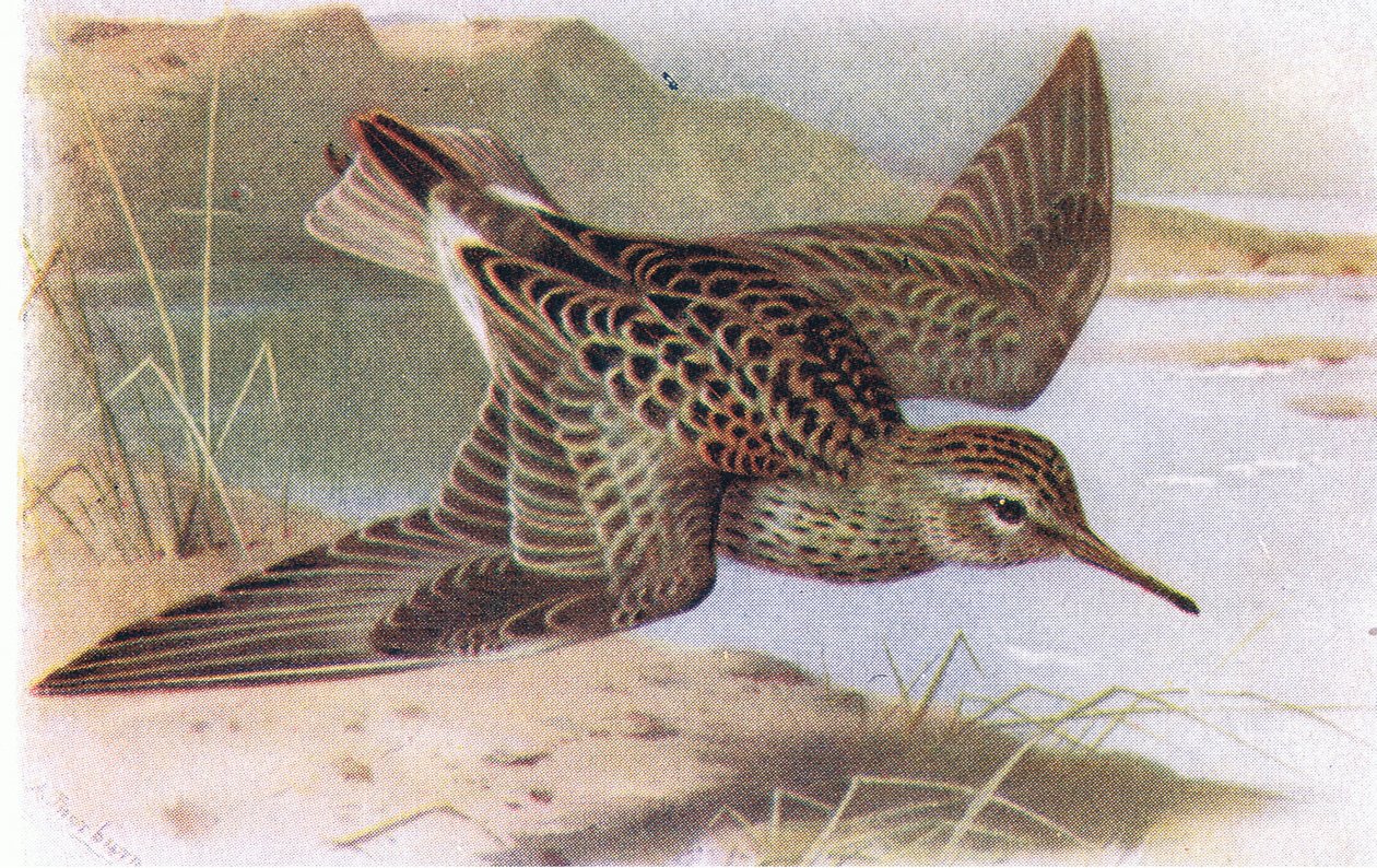 Pectoral Sandpiper, from Birds of the British Isles and Their Eggs publikoval Frederick Warne & Co Ltd, 1958 od Archibald Thorburn