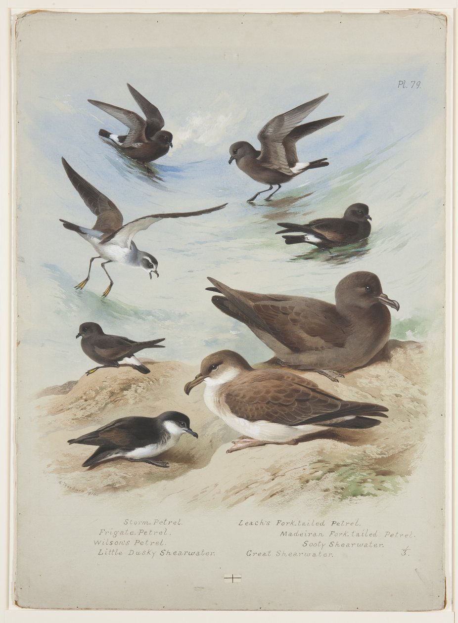 Petrels, cca 1915 (akvarel a tělová barva přes tužku na papíře) od Archibald Thorburn