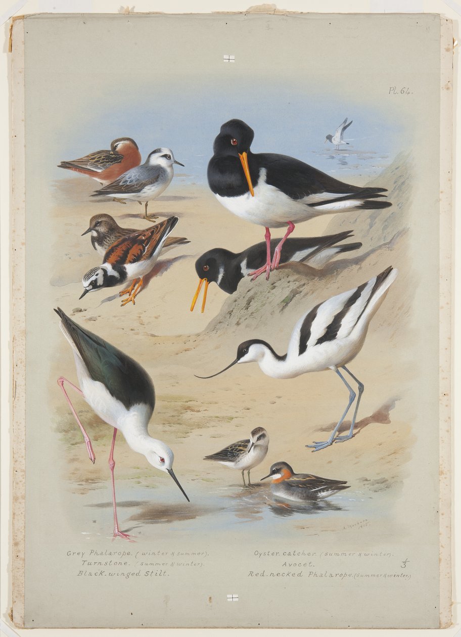Phaleropes, ústřičník, avocet, turnstone a chůda, kolem roku 1915 (akvarel a tělová barva s arabskou gumou přes tužku na desce) od Archibald Thorburn