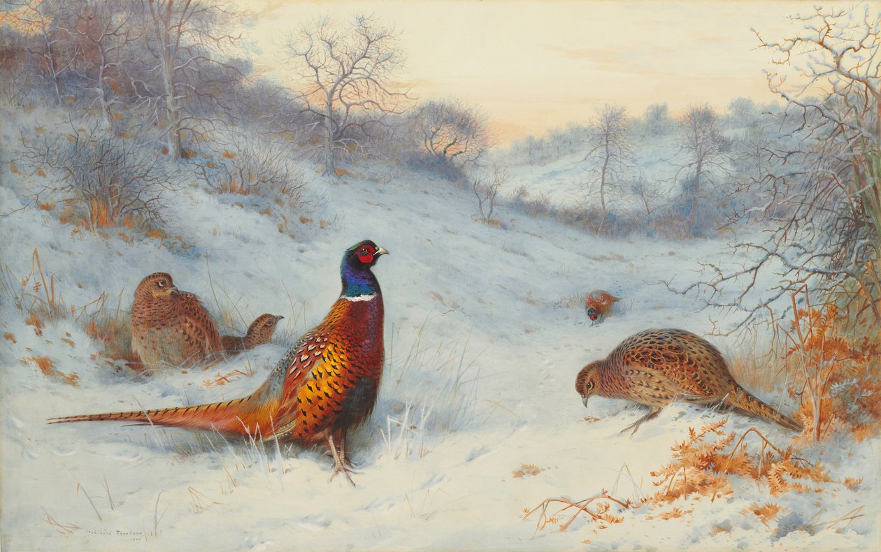 Bažant na sněhu od Archibald Thorburn
