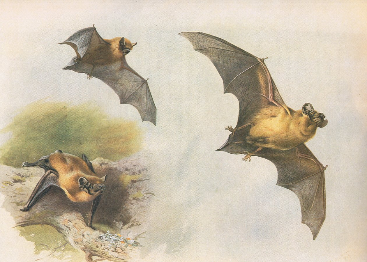 Pipistrelle neboli netopýr obecný, z Thorburns Mammals vydané Longmans and Co, c. 1920 od Archibald Thorburn