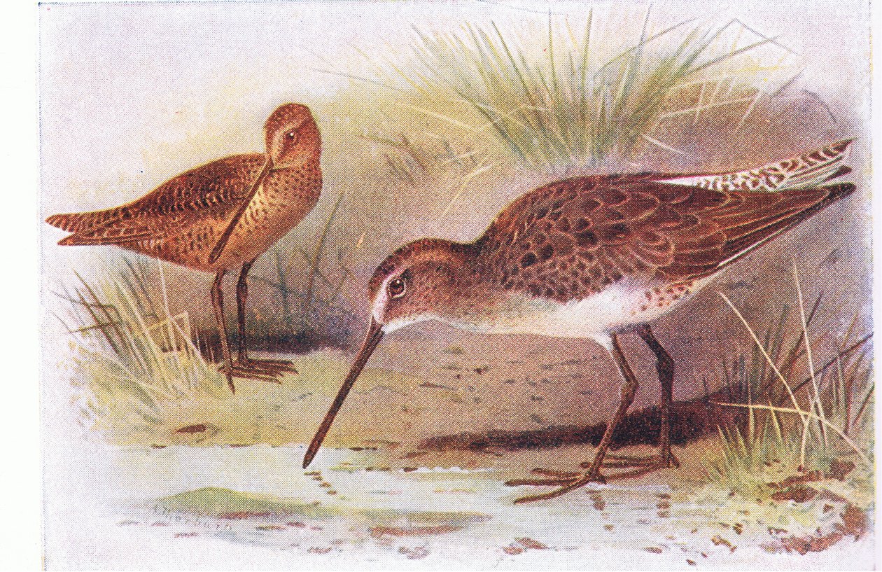 Bekasina rudokrká, z knihy Birds of the British Isles and Their Eggs vydané nakladatelstvím Frederick Warne & Co Ltd, 1958 od Archibald Thorburn