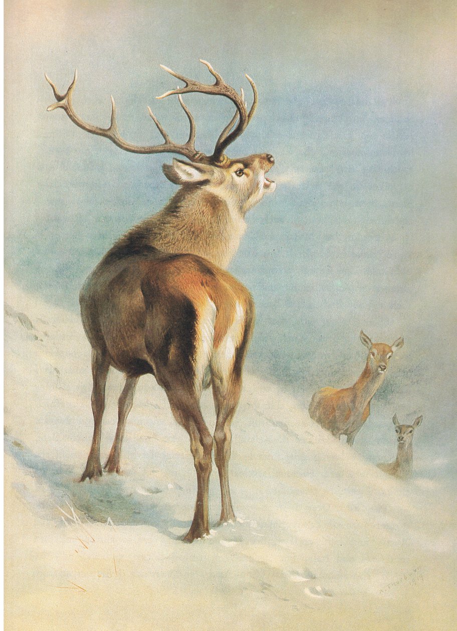 Red Deer, z Thorburn