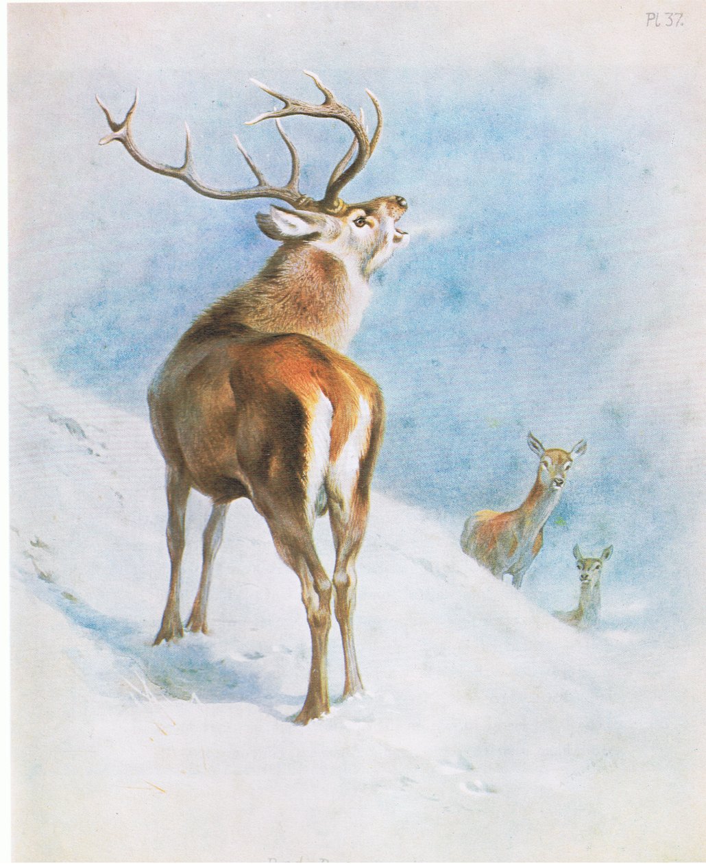 Red Deer, hospoda. od Book Club Associates od Archibald Thorburn