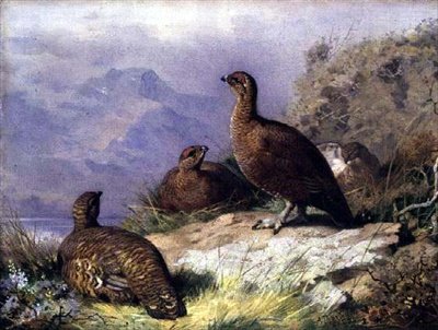 Tetřev na břehu jezera od Archibald Thorburn