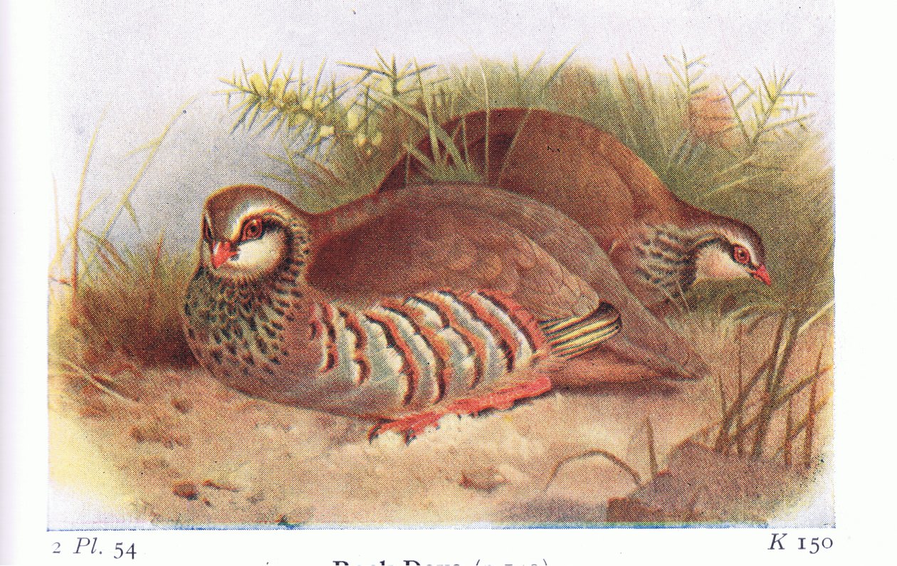 Red Legged Partridge, z Birds of the British Isles and Their Eggs, vydané Frederick Warne & Co Ltd, 1958 od Archibald Thorburn