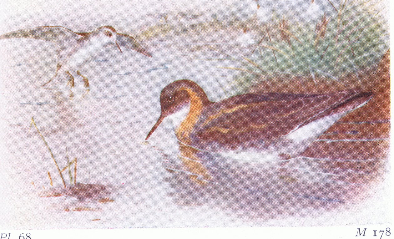 Red Necked Phalarope (léto a podzim), z Birds of the British Isles and Their Eggs vydané Frederick Warne & Co Ltd, 1958 od Archibald Thorburn