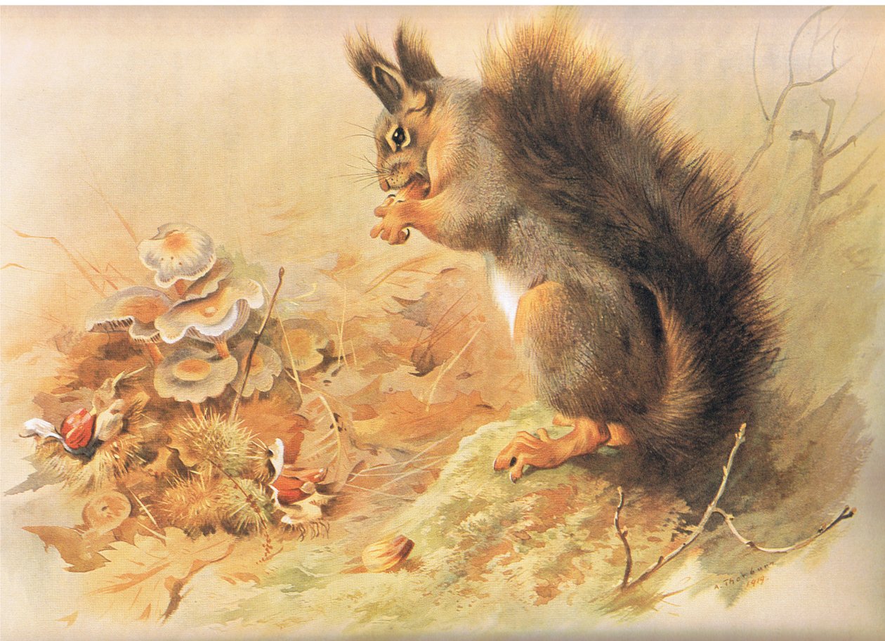 Red Squirrel, z Thorburn