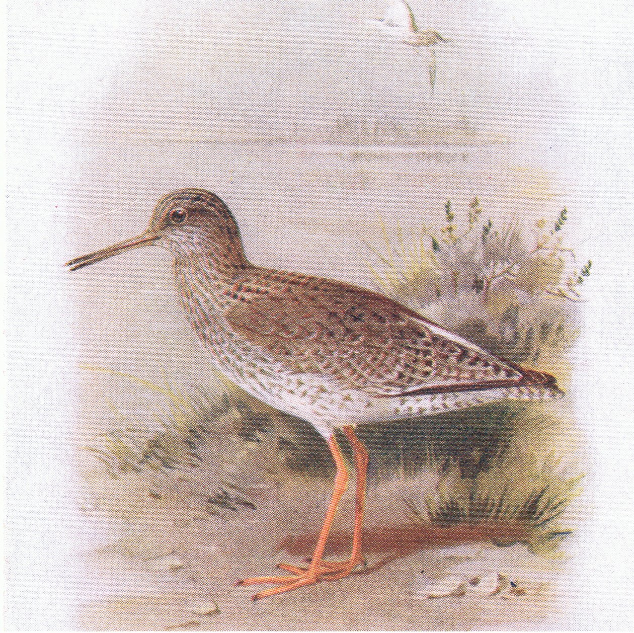 Redshank, z Birds of the British Isles and Their Eggs publikoval Frederick Warne & Co Ltd, 1958 od Archibald Thorburn