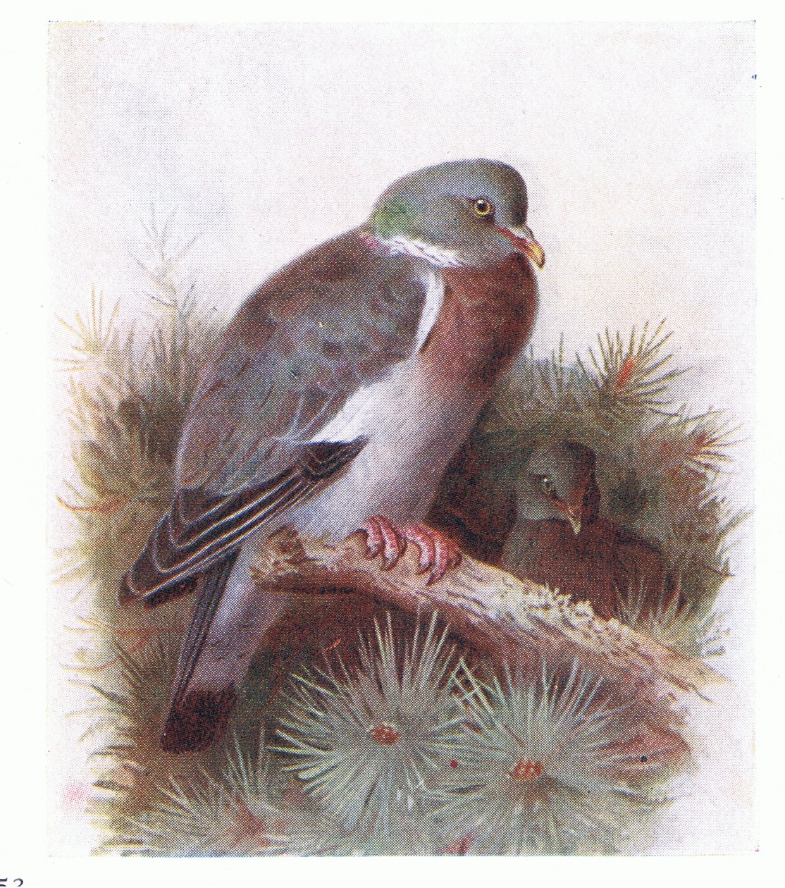 Ring Dove, z Birds of the British Isles and Their Eggs, vydané Frederick Warne & Co Ltd, 1958 od Archibald Thorburn