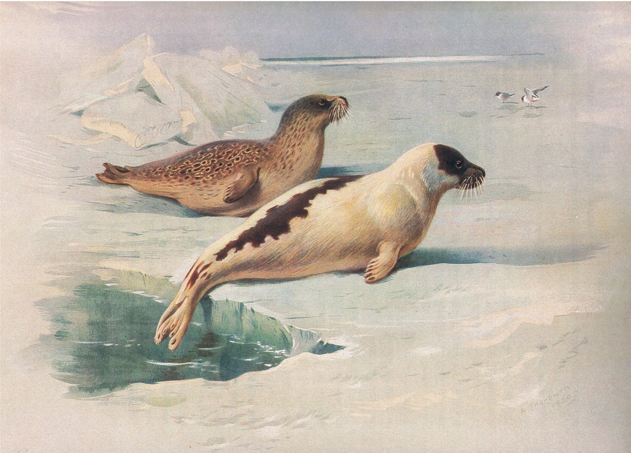 Ringed Seal a Harp Seal, od Thorburns Mammals vydané Longmans and Co, c. 1920 od Archibald Thorburn