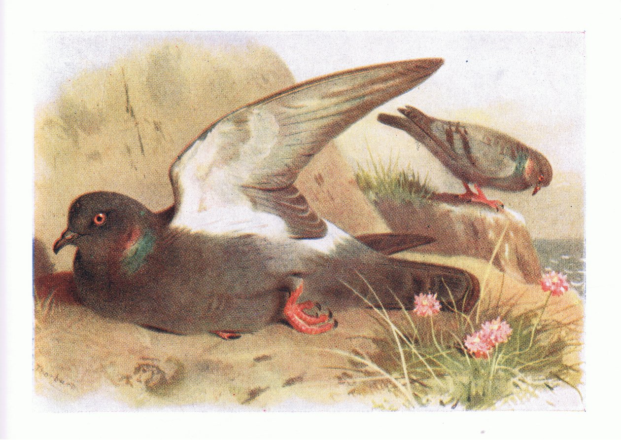 Rock Dove, z Birds of the British Isles and Their Eggs vydané Frederick Warne & Co Ltd, 1958 od Archibald Thorburn