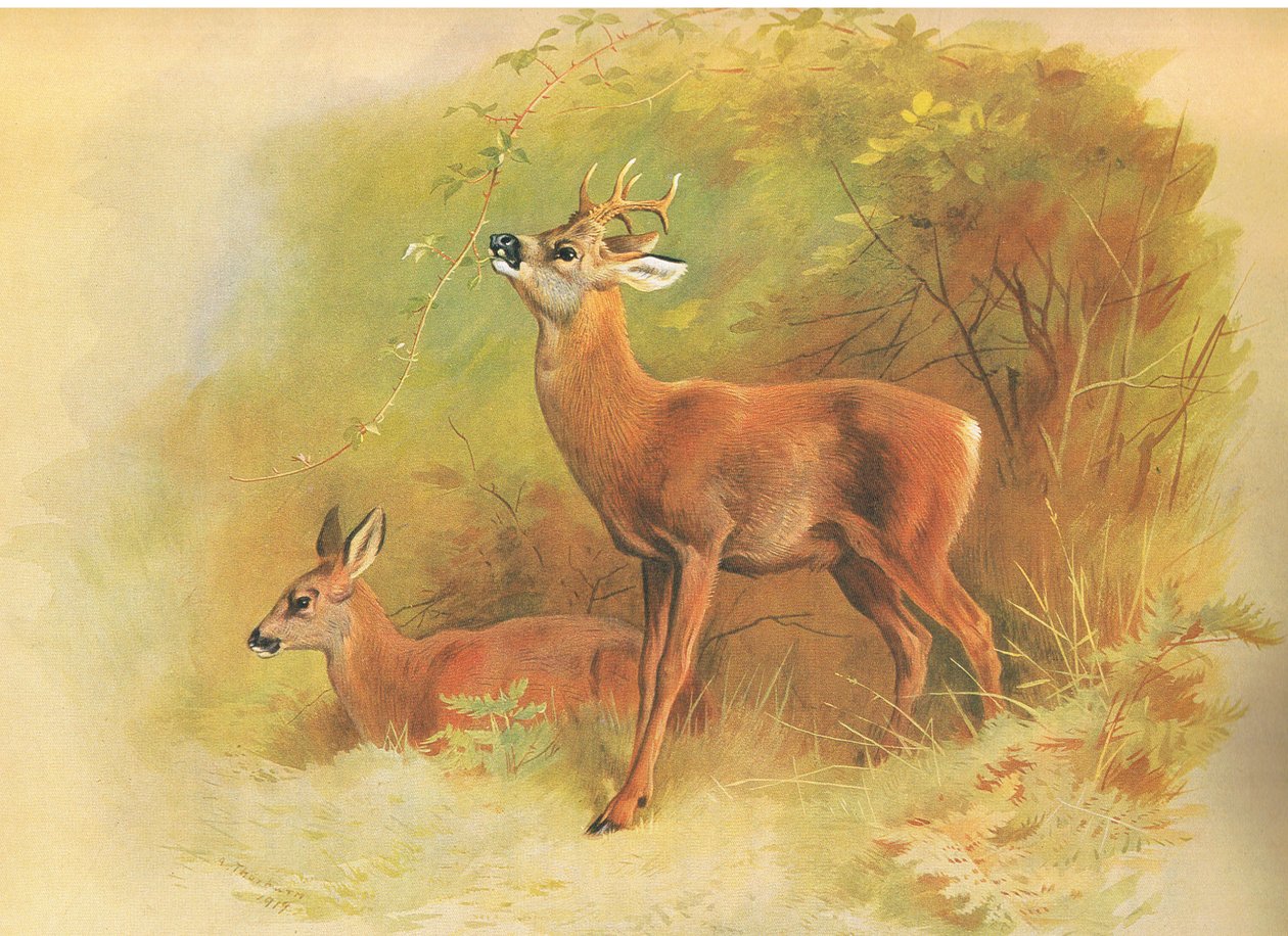 Roe Deer, z thorburns Mammals vydané Longmans and Co, c. 1920 od Archibald Thorburn