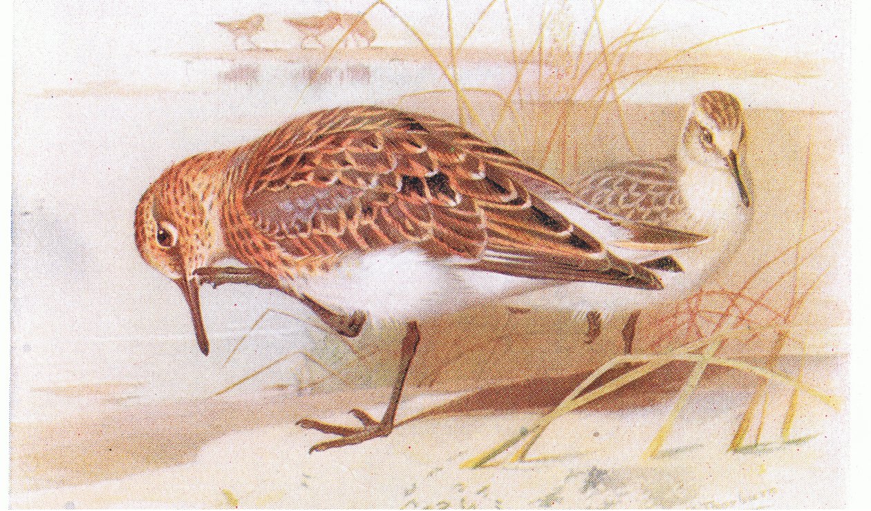 Sanderling, z Birds of the British Isles and Their Eggs vydané Frederick Warne & Co Ltd, 1958 od Archibald Thorburn