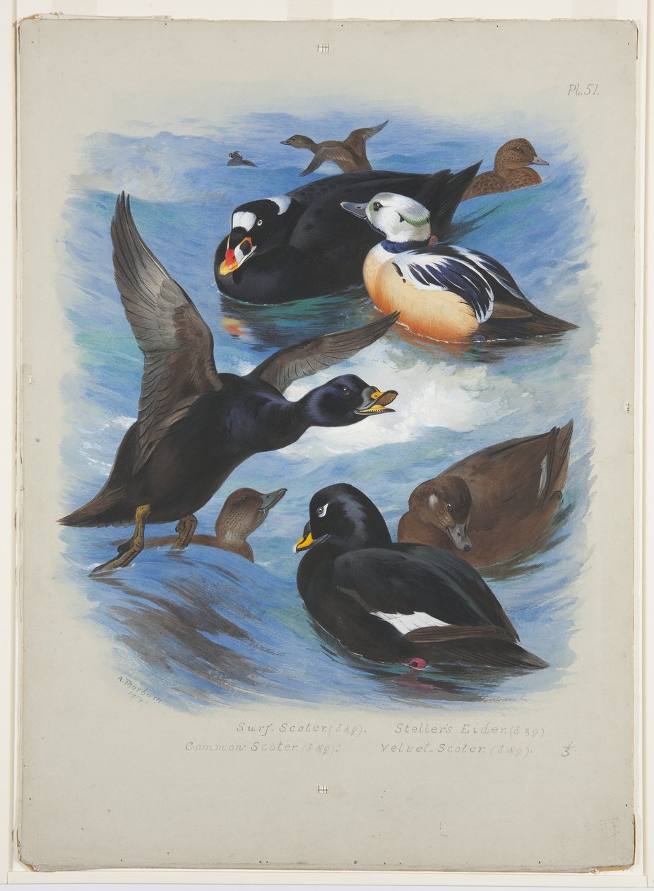 Scoters and stellers eider, cca 1915 (akvarel a tělová barva přes tužku na papíře) od Archibald Thorburn
