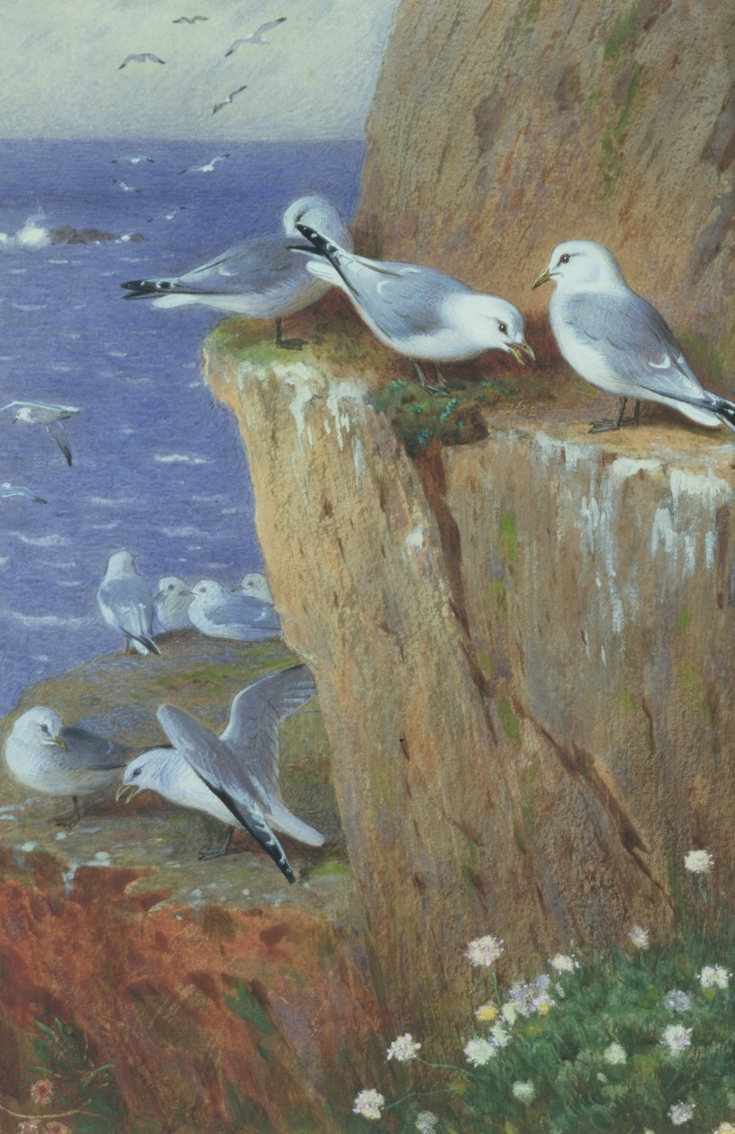 Rackové od Archibald Thorburn