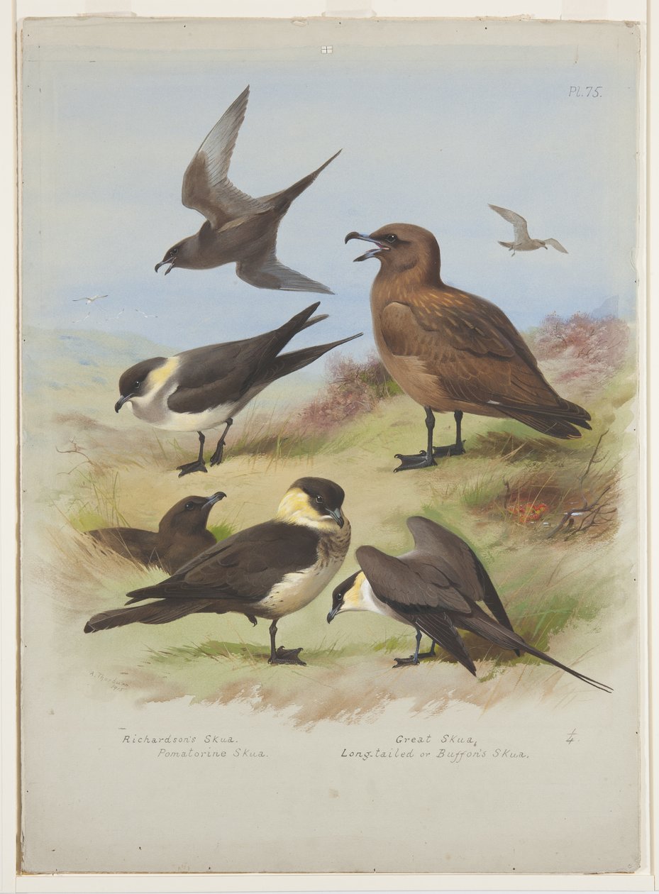 Skuas, kolem roku 1915 (akvarel a tělová barva přes tužku na papíře) od Archibald Thorburn