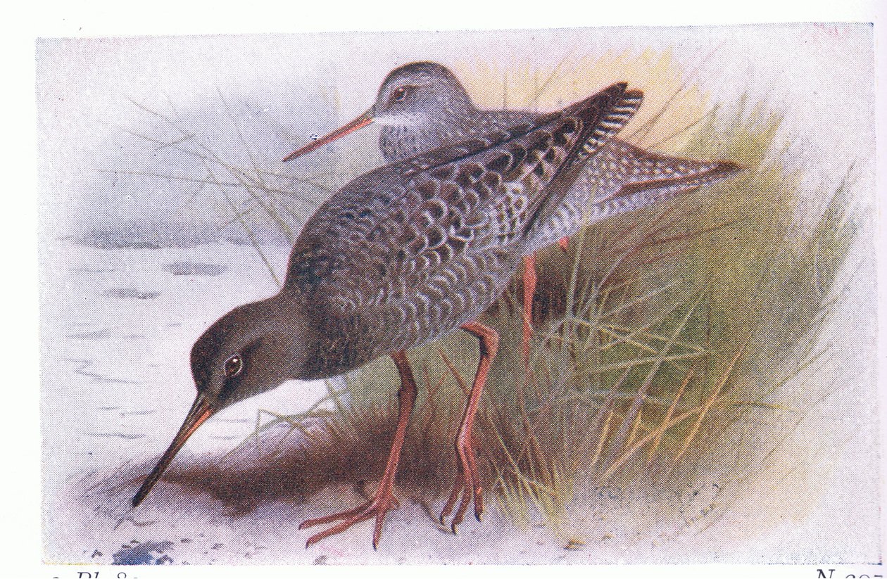Z knihy Birds of the British Isles and Their Eggs vydané nakladatelstvím Frederick Warne & Co Ltd, 1958 od Archibald Thorburn