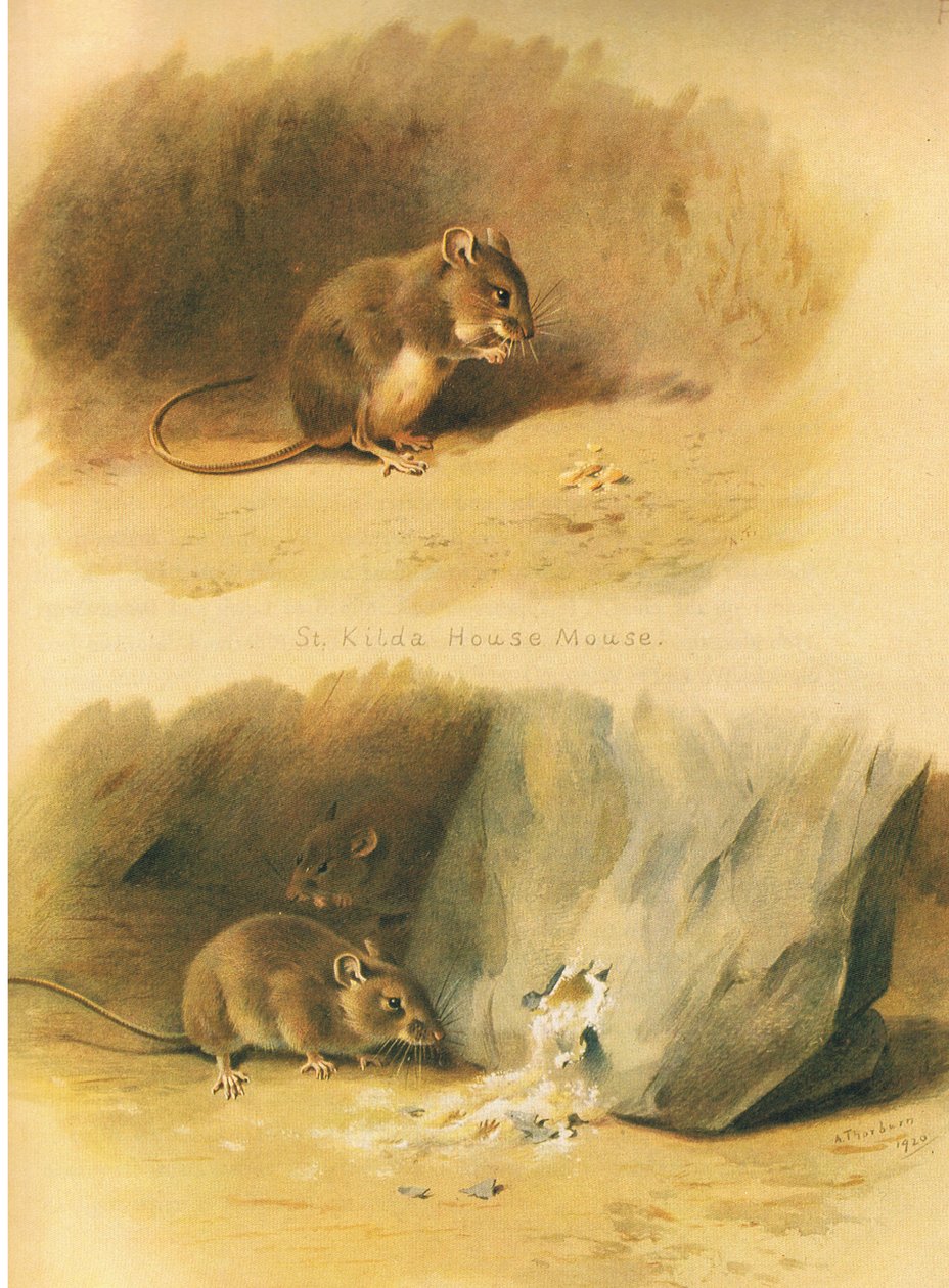 St Kilda House Mouse a Common Mouse, od Thorburns Mammals vydané Longmans and Co, c. 1920 od Archibald Thorburn