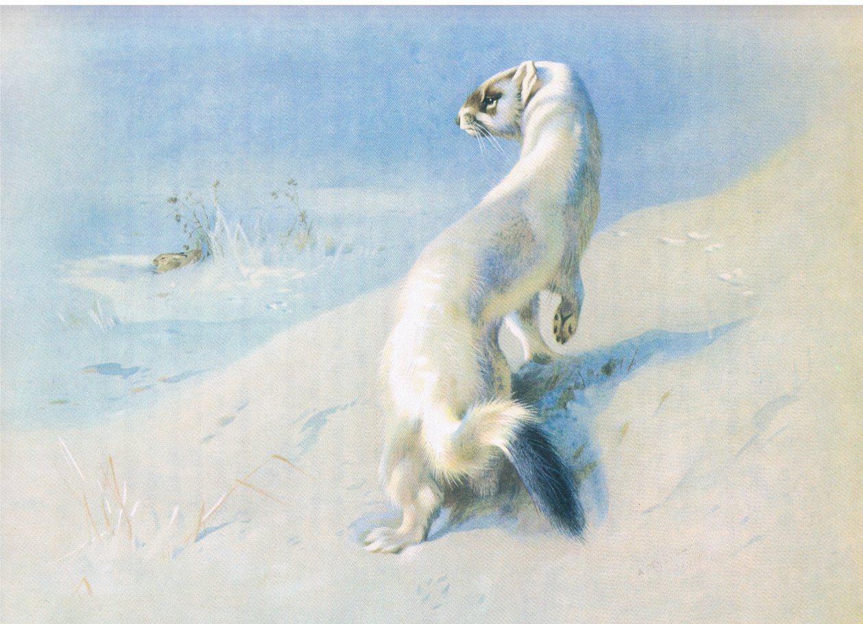 Hranostaj od Archibald Thorburn