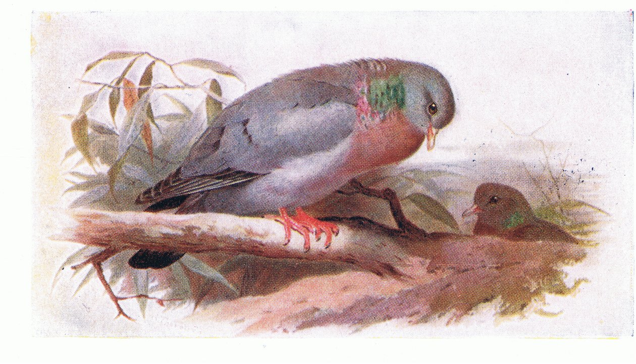 Stock Dove, from Birds of the British Isles and Their Eggs publikoval Frederick Warne & Co Ltd, 1958 od Archibald Thorburn