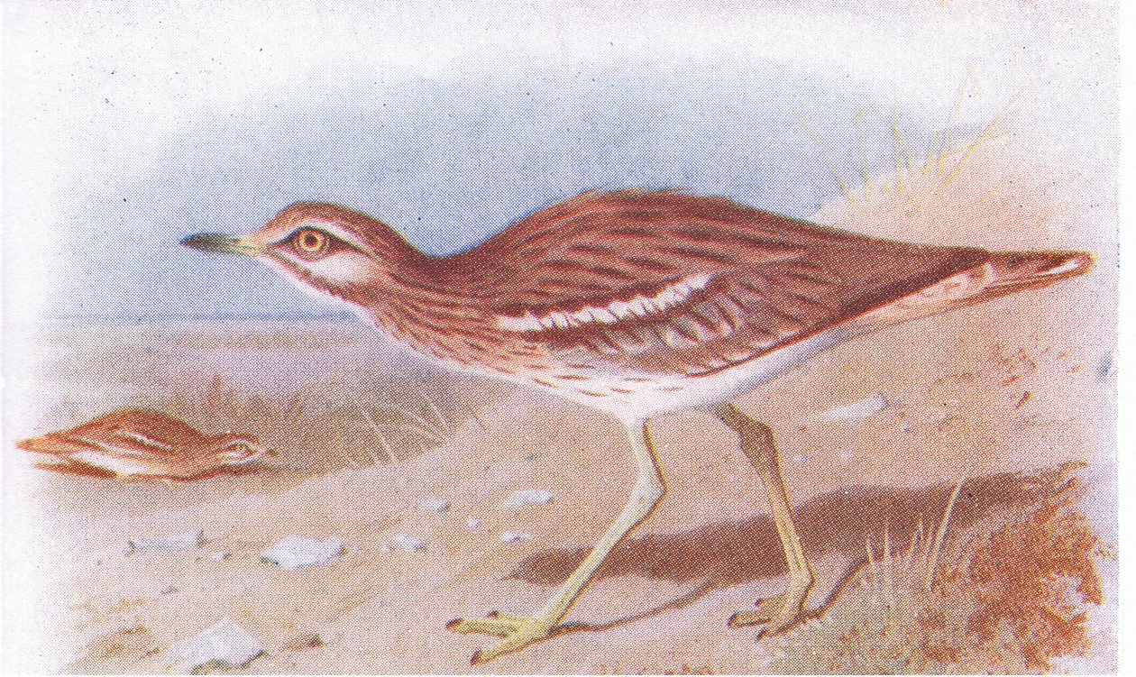 Stone Curlew, z Birds of the British Isles and Their Eggs vydané Frederick Warne & Co Ltd, 1958 od Archibald Thorburn