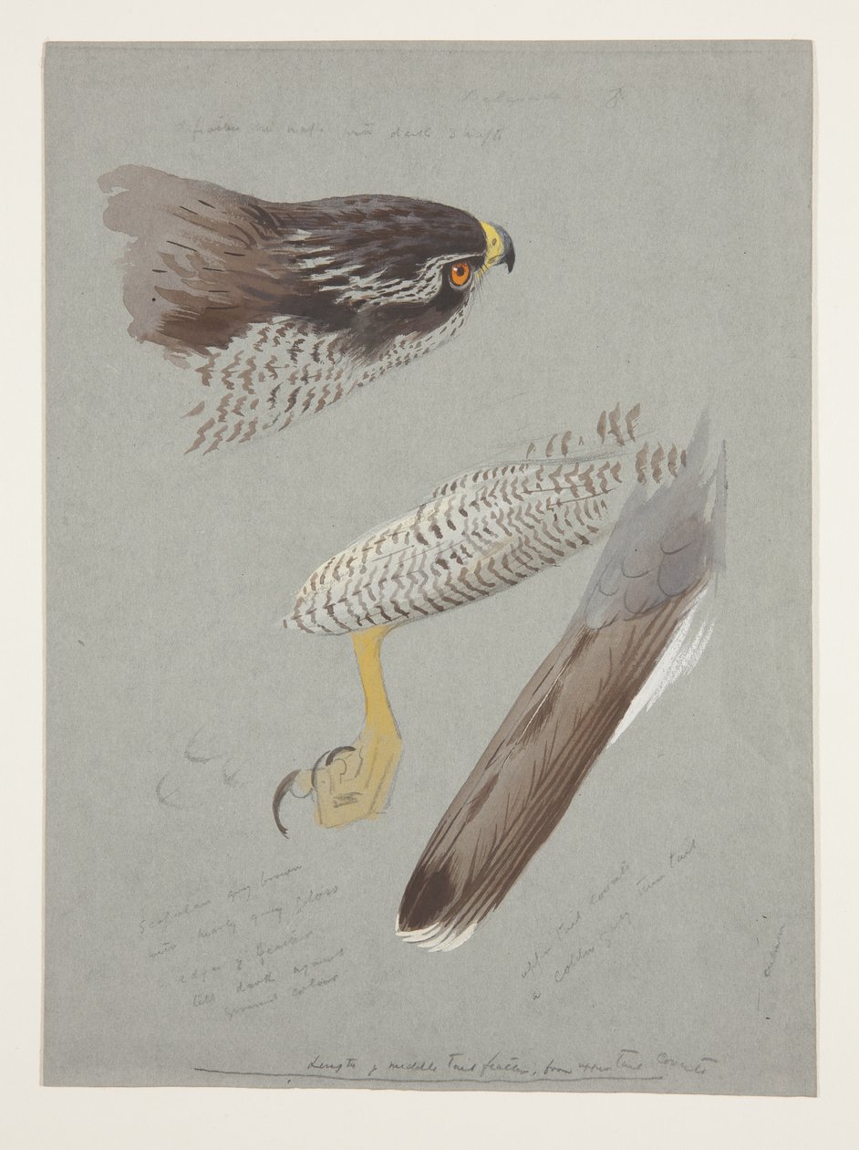 Závěsný od Archibald Thorburn