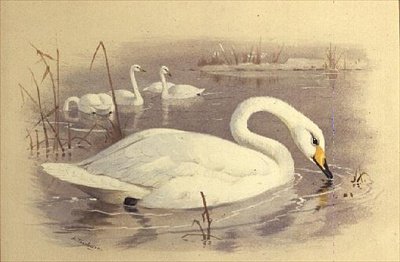 Labutě na vodě od Archibald Thorburn