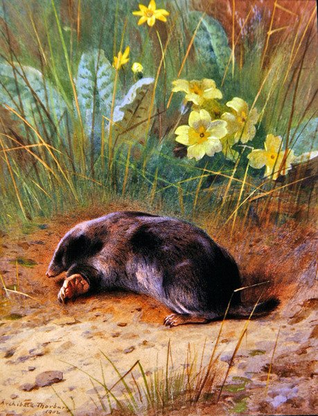 Krtek obecný od Archibald Thorburn