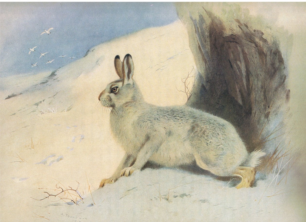 The Mountain Hare in winter, od Thorburns Mammals vydané Longmans and Co, c. 1920 od Archibald Thorburn