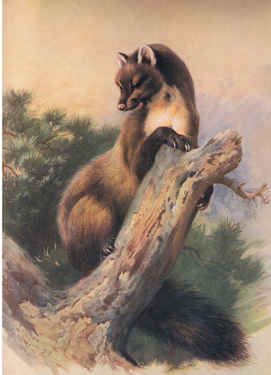 The Pine Marten, z Thorburns Mammals vydané Longmans and Co, c. 1920 od Archibald Thorburn