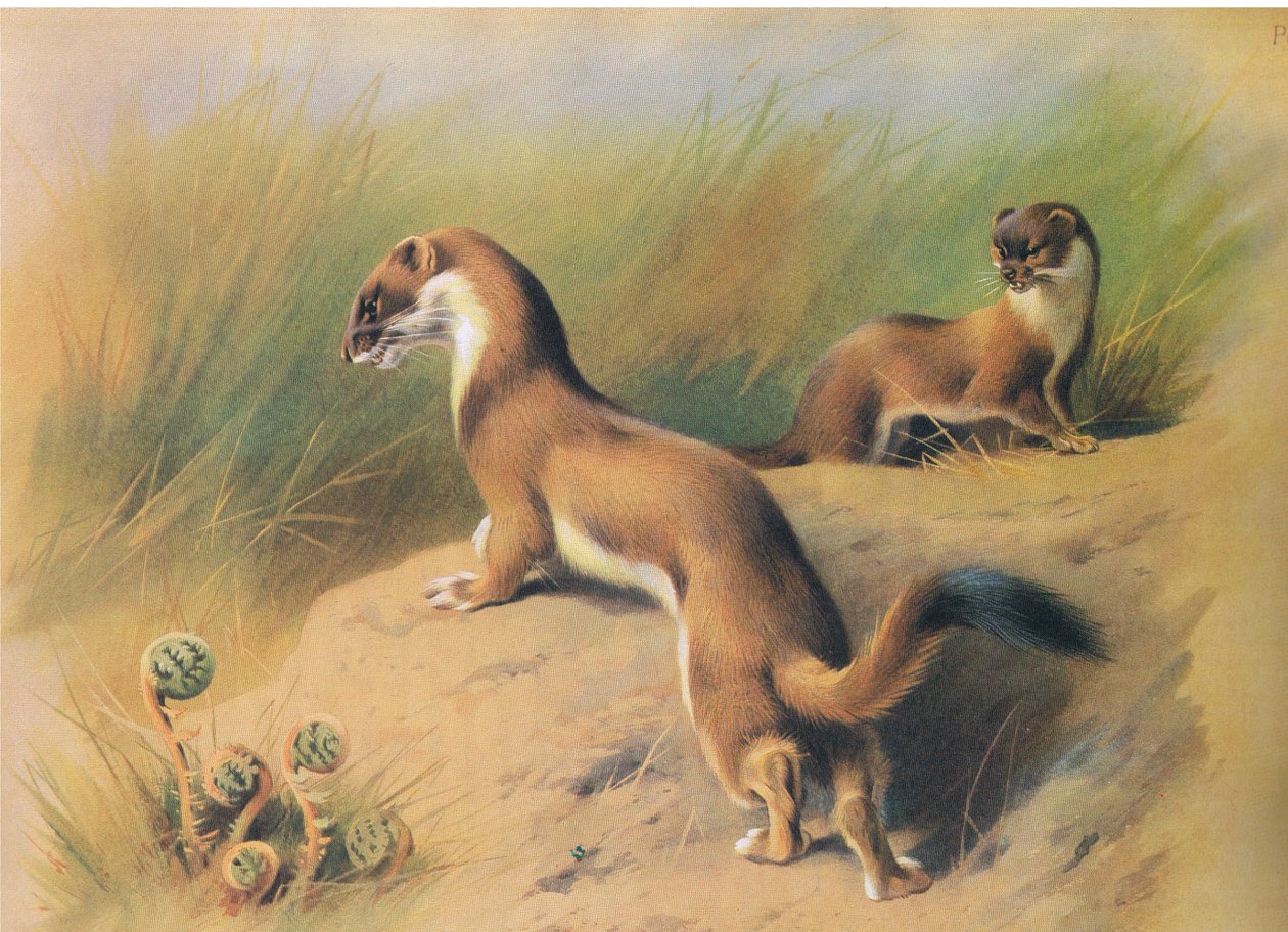 The Lasice, z Thorburns Mammals vydané Longmans and Co, c. 1920 od Archibald Thorburn