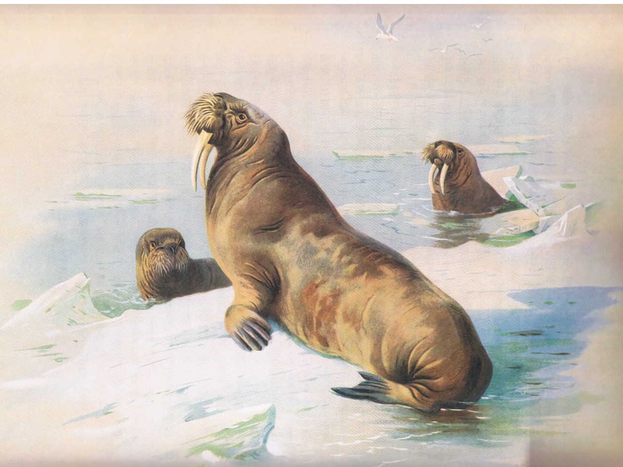 The Walrus, od Thorburns Mammals vydané Longmans and Co, c. 1920 od Archibald Thorburn