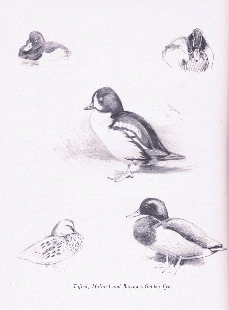 Tufted Ducks, Mallards, Barrows Goldeneye, 1938 od Archibald Thorburn