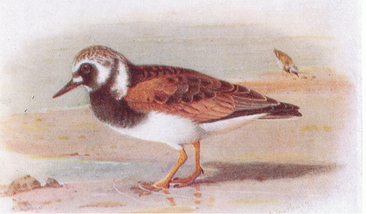 Turnstone, od Birds of the British Isles and Their Eggs vydané Frederick Warne & Co Ltd, 1958 od Archibald Thorburn