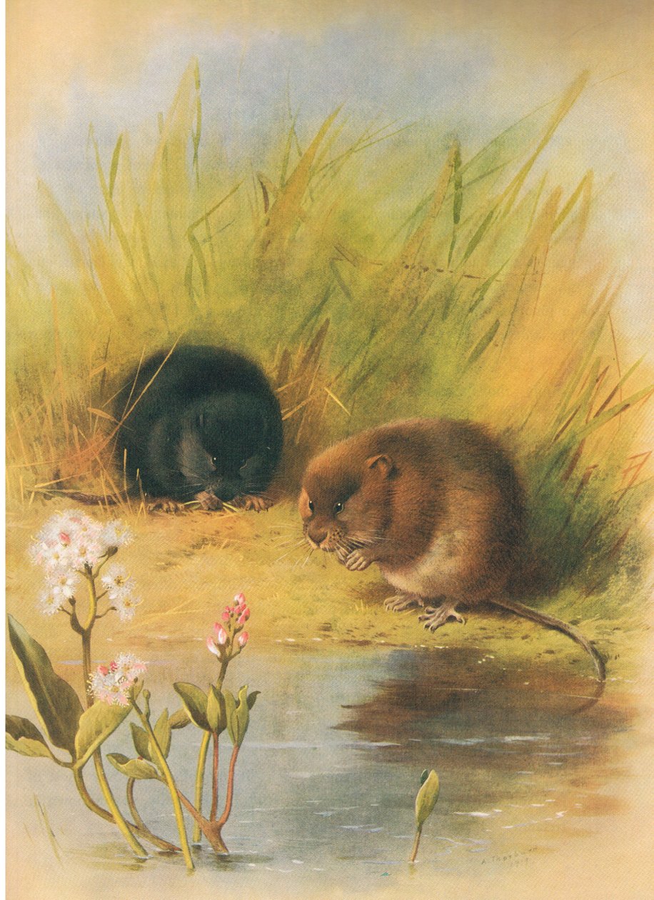 Water Vole, z Thorburn