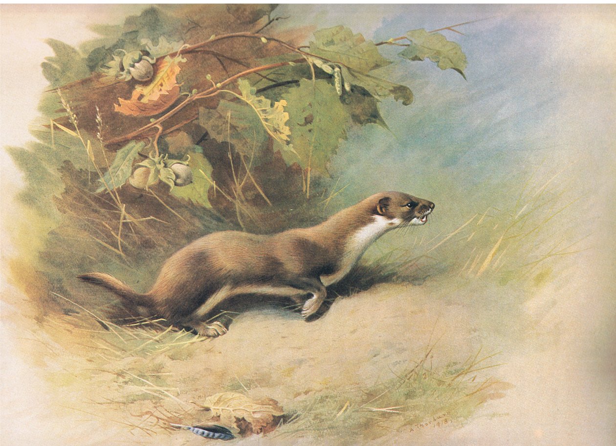 Weasel, z Thorburns Mammals vydané Longmans and Co, c. 1920 od Archibald Thorburn