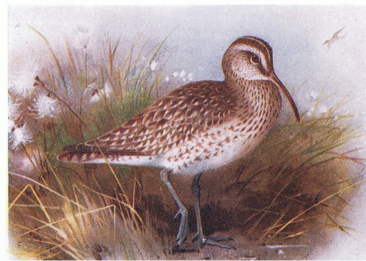 Whimbrel, z Birds of the British Isles and Their Eggs vydané Frederick Warne & Co Ltd, 1958 od Archibald Thorburn