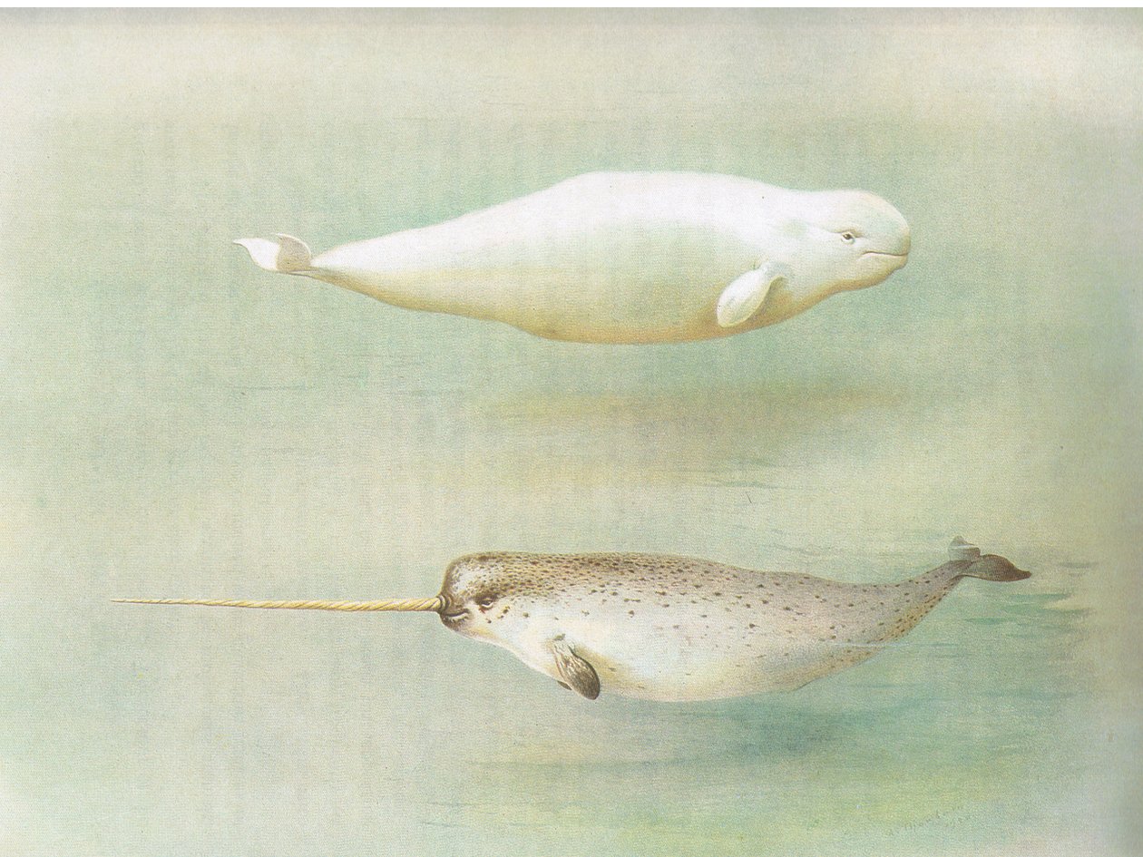 White Whale and Narwhal, z Thorburns Mammals vydané Longmans and Co, c. 1920 od Archibald Thorburn