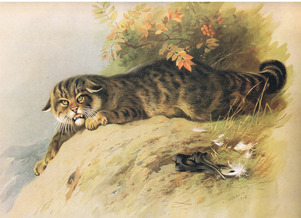 Divoká kočka, z Thorburns Mammals vydané Longmans and Co, c. 1920 od Archibald Thorburn