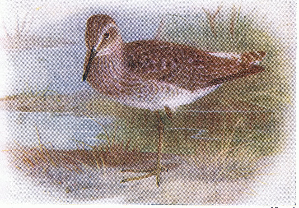 Wood Sandpiper, from Birds of the British Isles and Their Eggs, vydané Frederick Warne & Co Ltd, 1958 od Archibald Thorburn