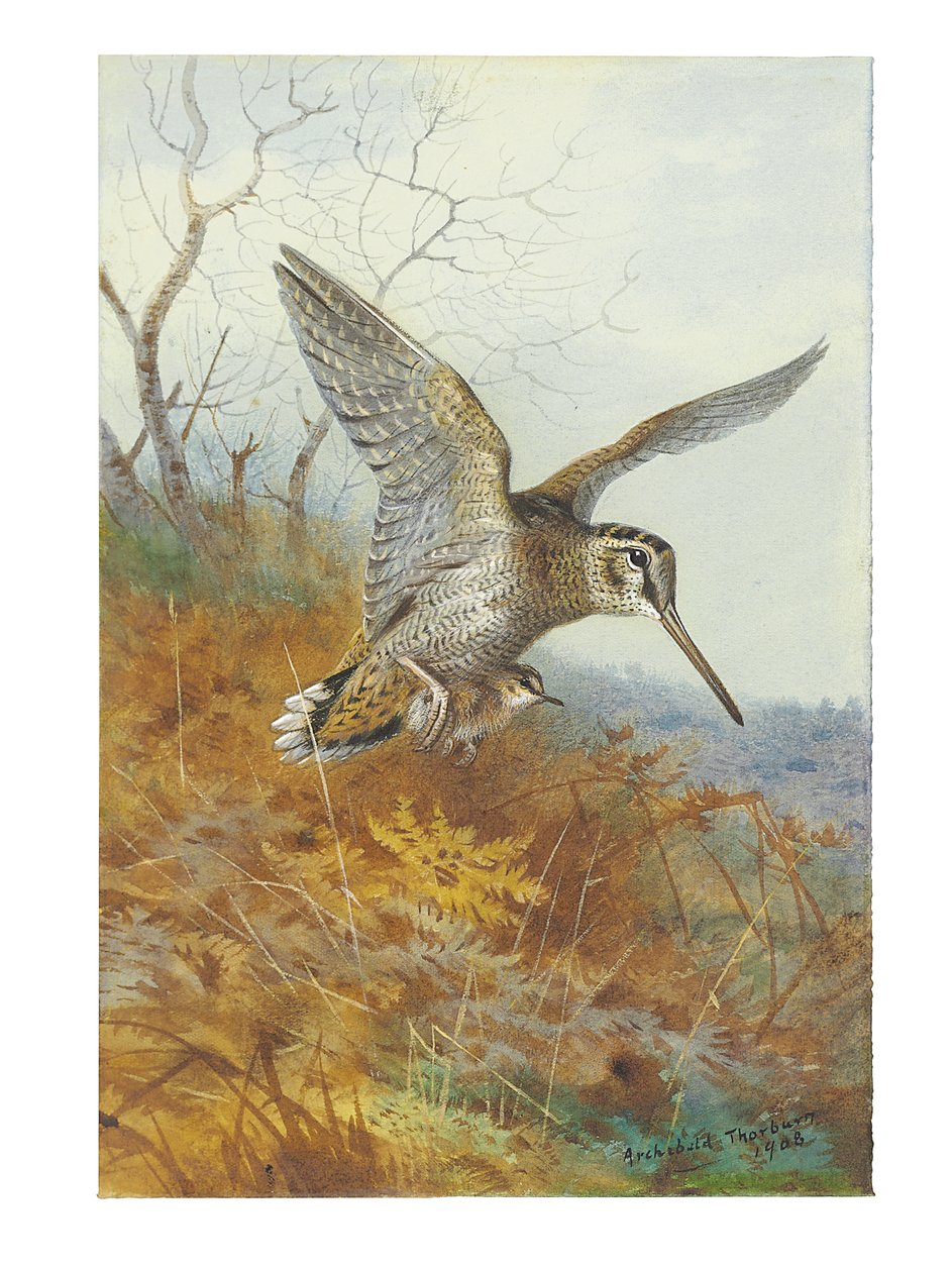 Woodcock a Young od Archibald Thorburn
