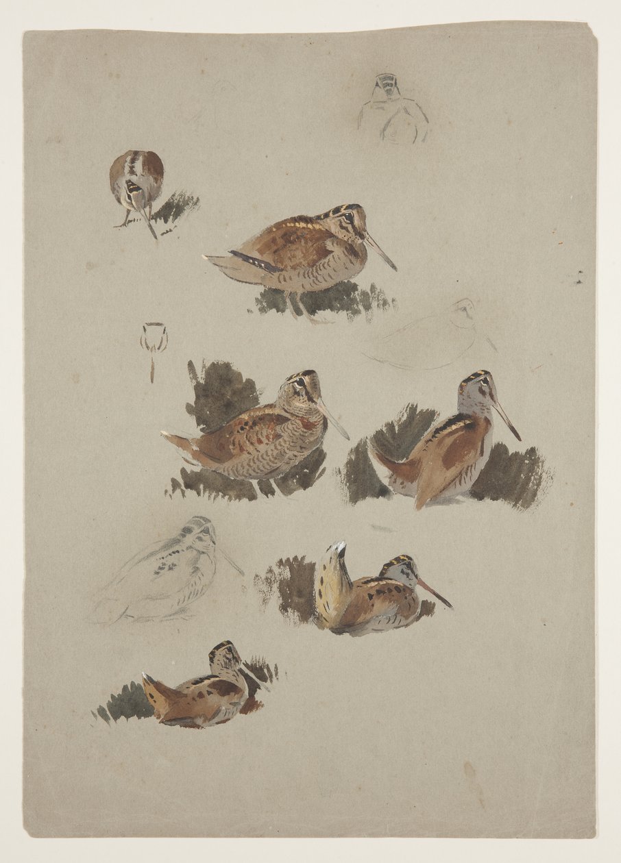 Woodcock, cca 1915 (akvarel a tělová barva přes tužku na papíře) od Archibald Thorburn