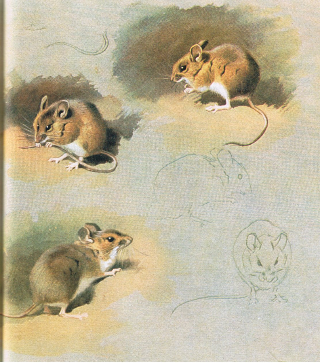 Woodmouse, hospoda. od Book Club Associates, 1972 od Archibald Thorburn
